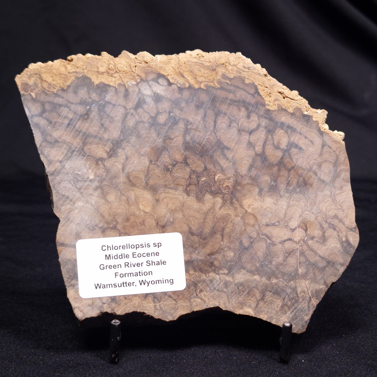 CHLORELLOPSIS sp. STROMATOLITE, Middle Eocene, USA ZCH025