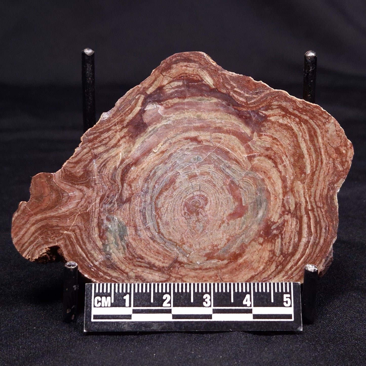 CONOPHYTON AMANTOURARTENSIS STROMATOLITE, Ediacaran, Morocco ZCA024