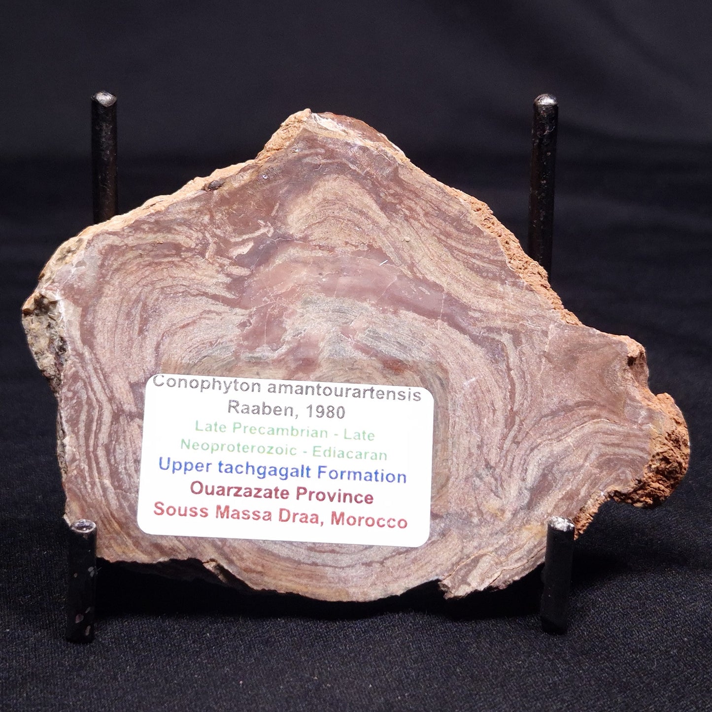 CONOPHYTON AMANTOURARTENSIS STROMATOLITE, Ediacaran, Morocco ZCA024