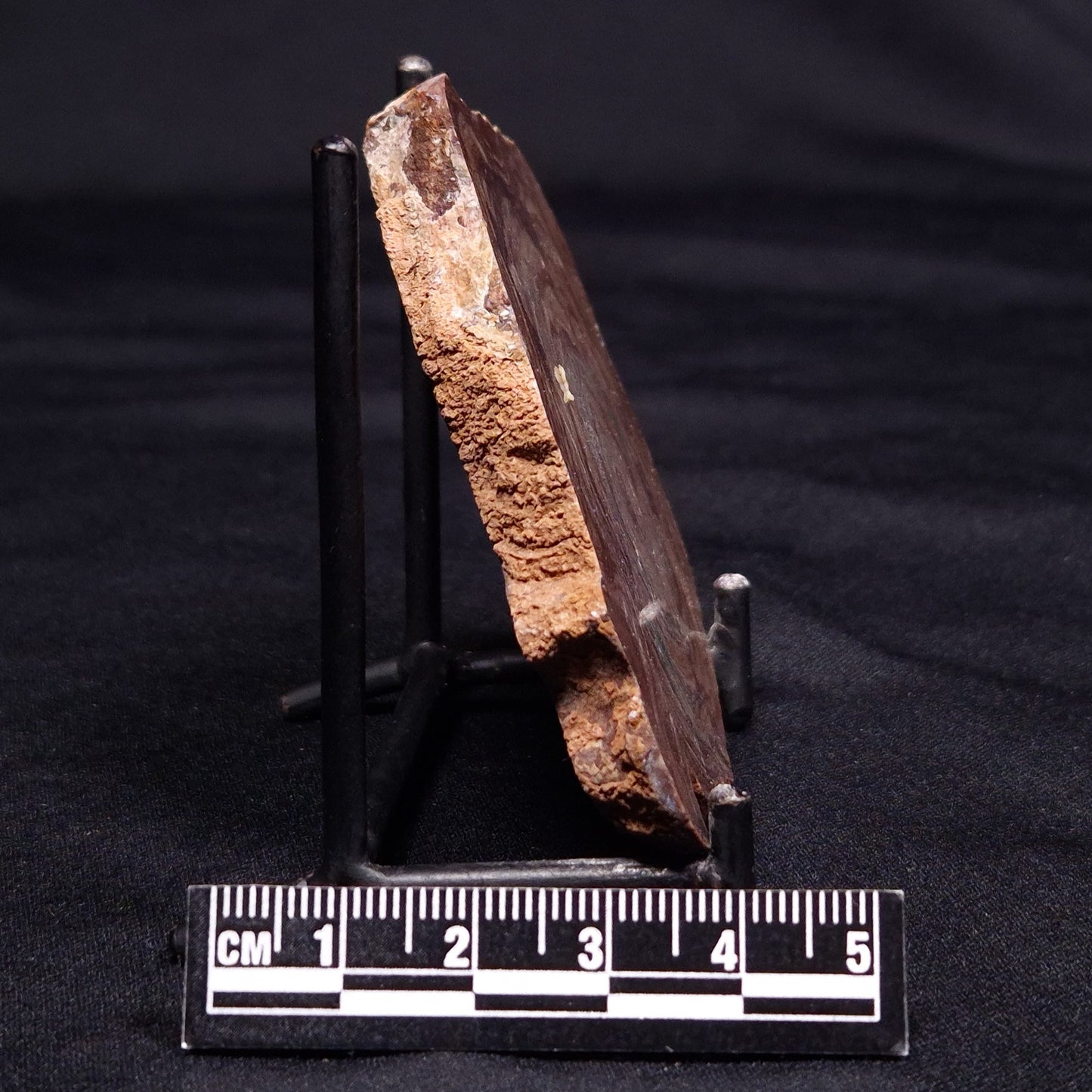 CONOPHYTON AMANTOURARTENSIS STROMATOLITE, Ediacaran, Morocco ZCA024
