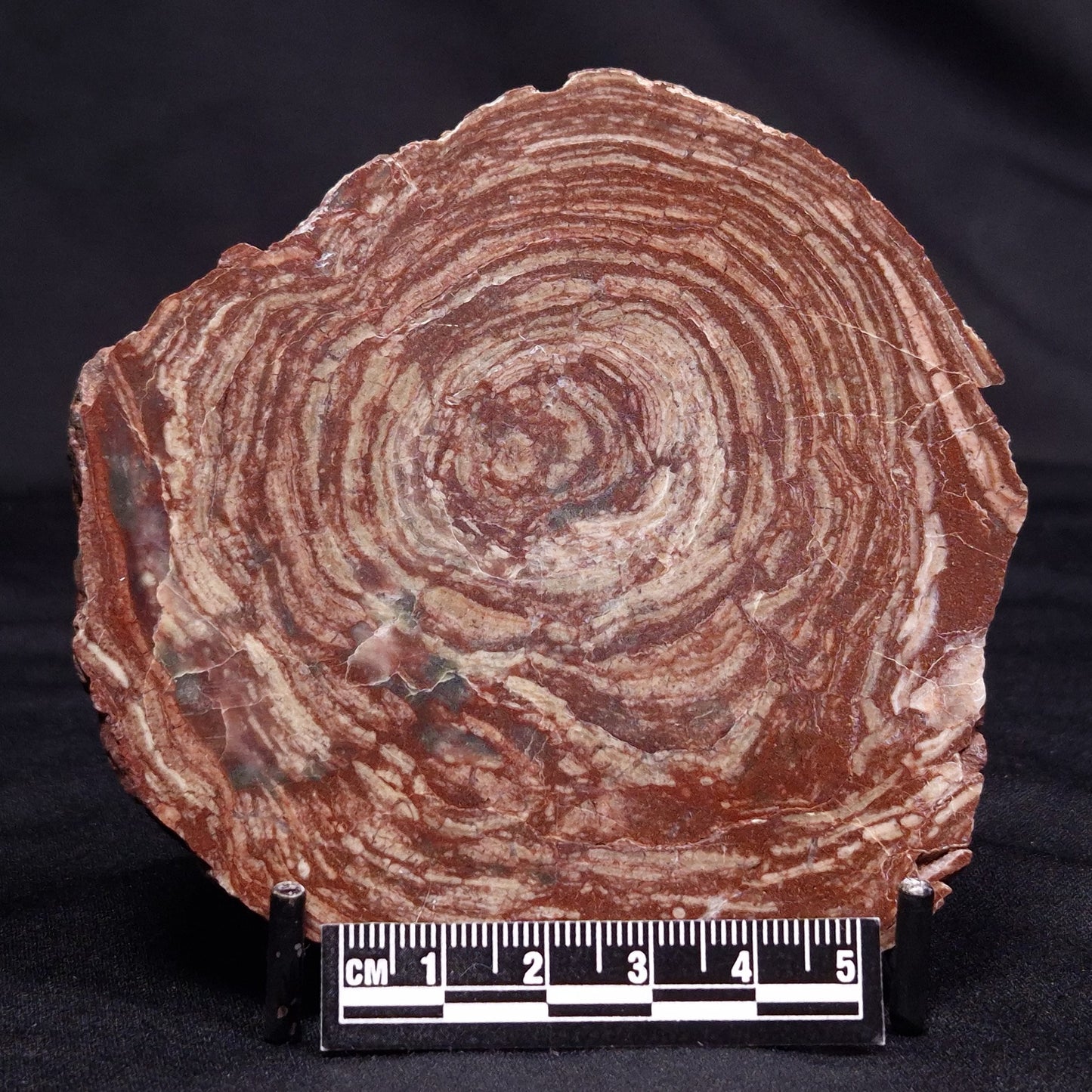 CONOPHYTON AMANTOURARTENSIS STROMATOLITE, Ediacaran, Morocco ZCA025