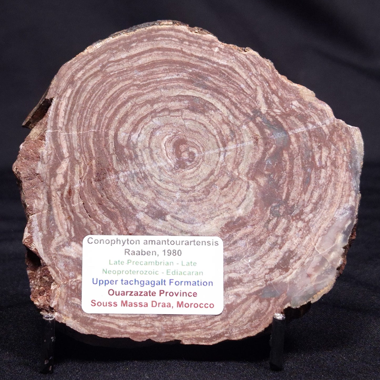 CONOPHYTON AMANTOURARTENSIS STROMATOLITE, Ediacaran, Morocco ZCA025