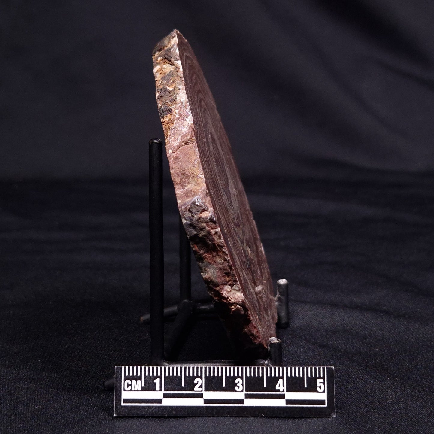 CONOPHYTON AMANTOURARTENSIS STROMATOLITE, Ediacaran, Morocco ZCA025