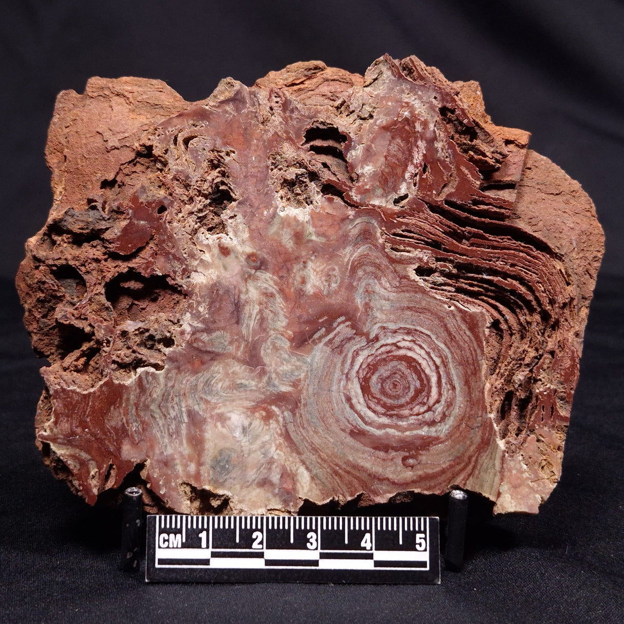 CONOPHYTON AMANTOURARTENSIS STROMATOLITE, Ediacaran, Morocco ZCA026