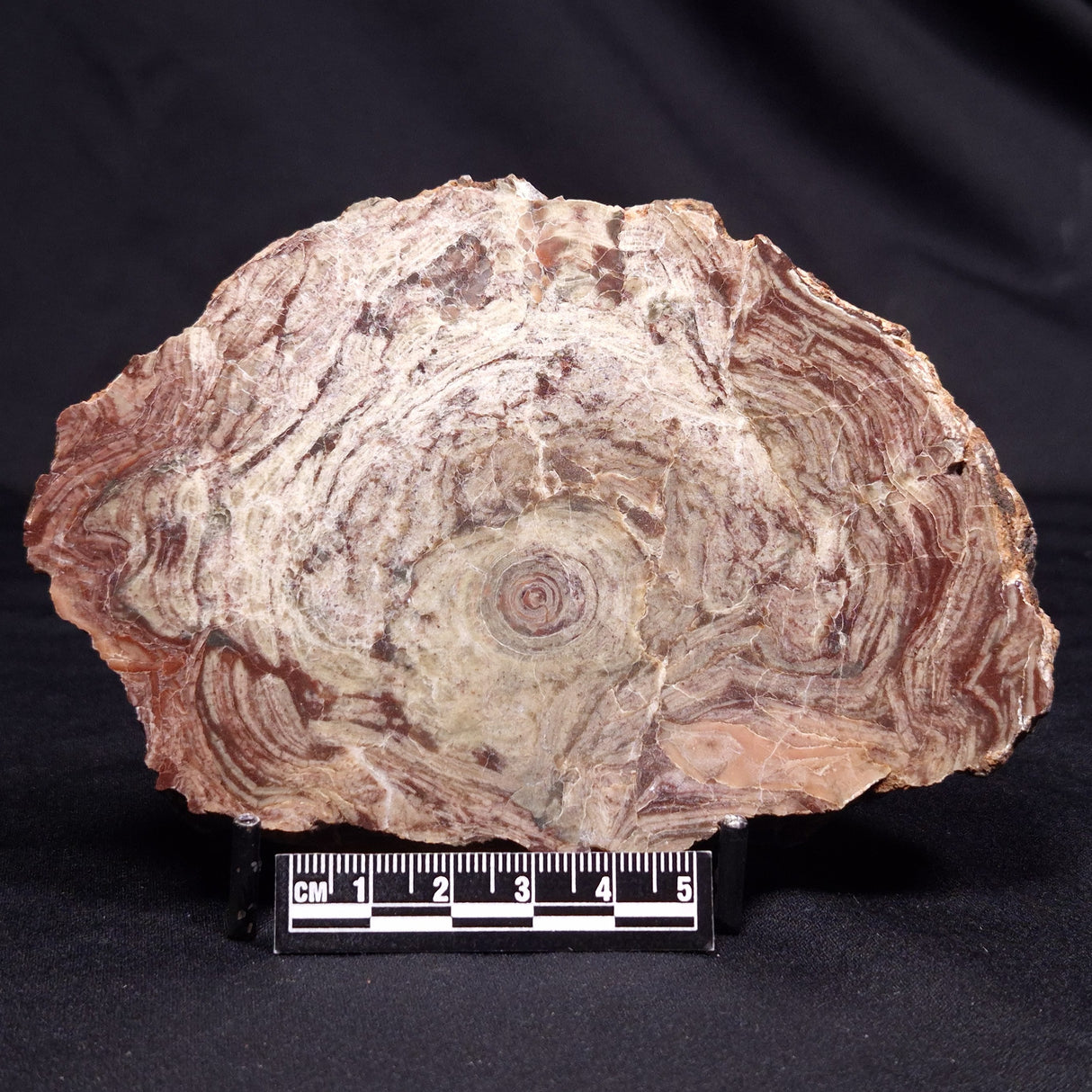 CONOPHYTON AMANTOURARTENSIS STROMATOLITE, Ediacaran, Morocco ZCA027