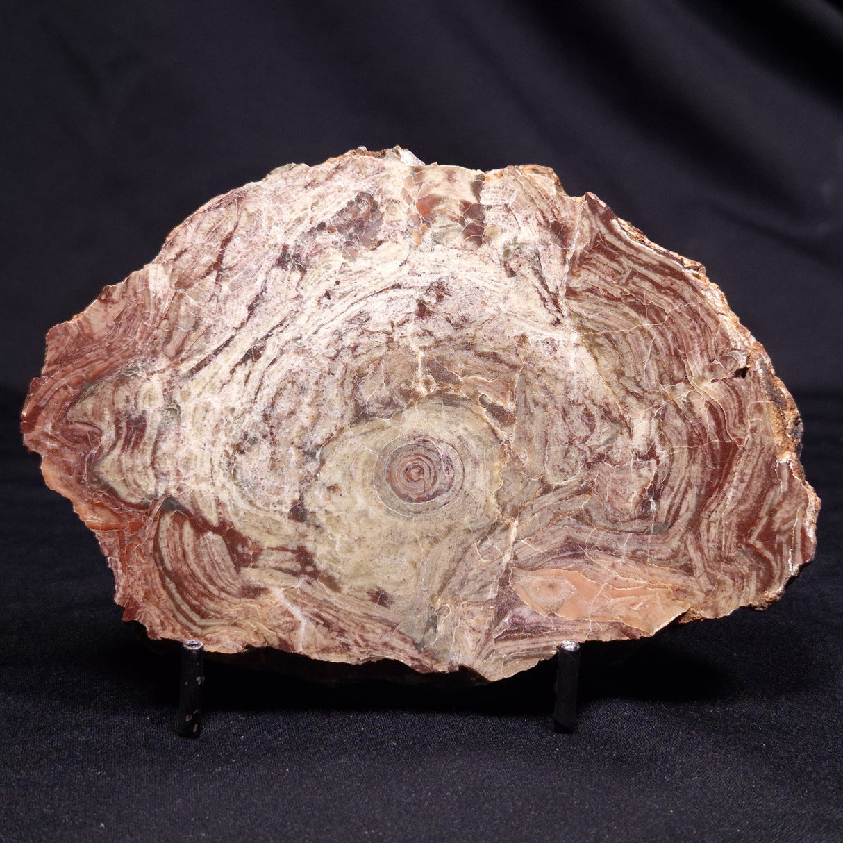 CONOPHYTON AMANTOURARTENSIS STROMATOLITE, Ediacaran, Morocco ZCA027