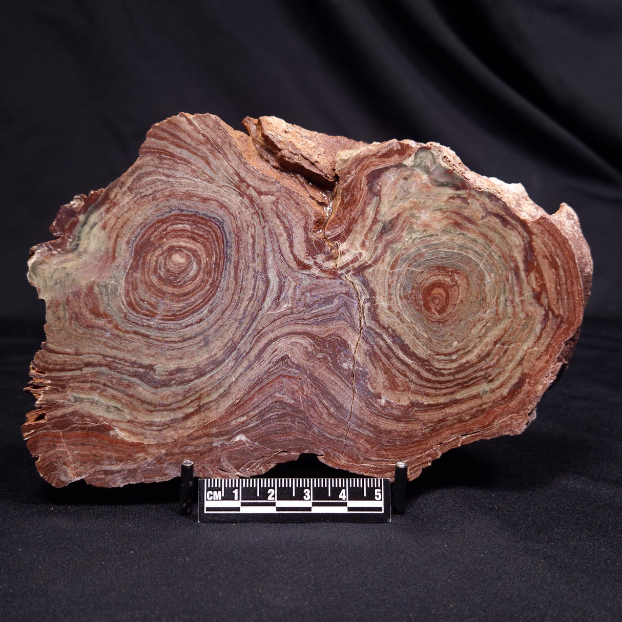 CONOPHYTON AMANTOURARTENSIS STROMATOLITE, Ediacaran, Morocco ZCA028