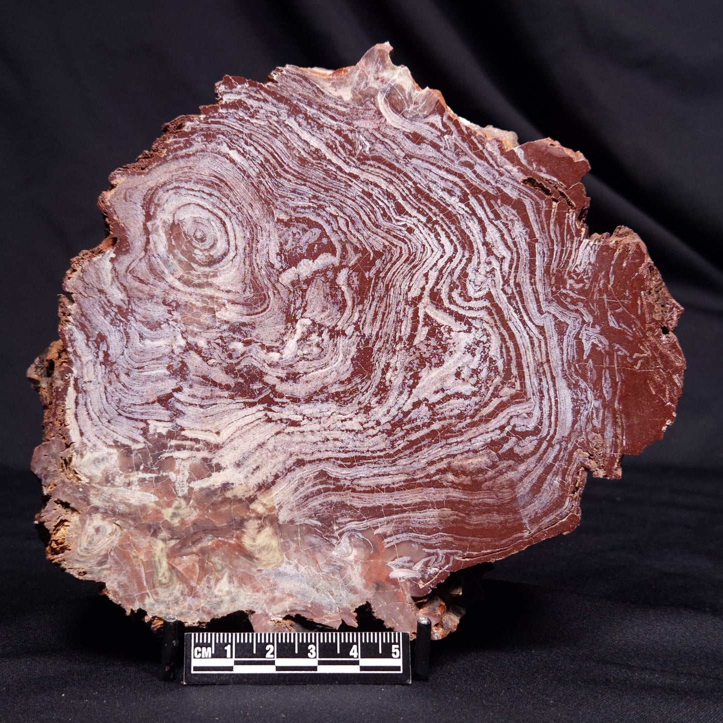CONOPHYTON AMANTOURARTENSIS STROMATOLITE, Ediacaran, Morocco ZCA029