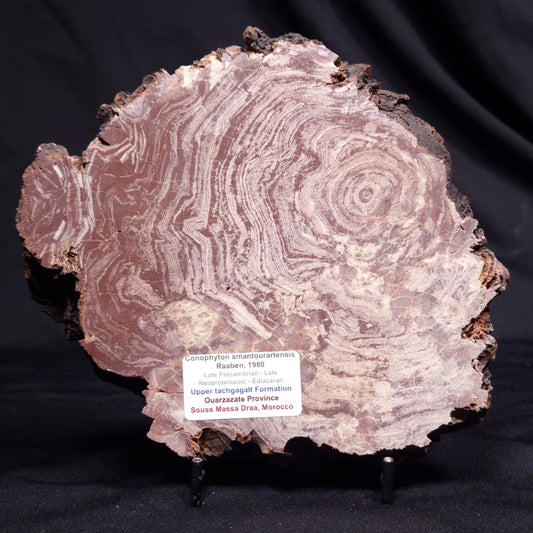 CONOPHYTON AMANTOURARTENSIS STROMATOLITE, Ediacaran, Morocco ZCA029
