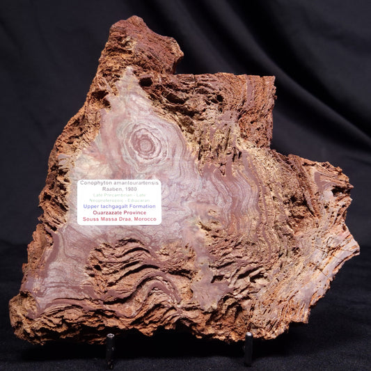 CONOPHYTON AMANTOURARTENSIS STROMATOLITE, Ediacaran, Morocco ZCA031