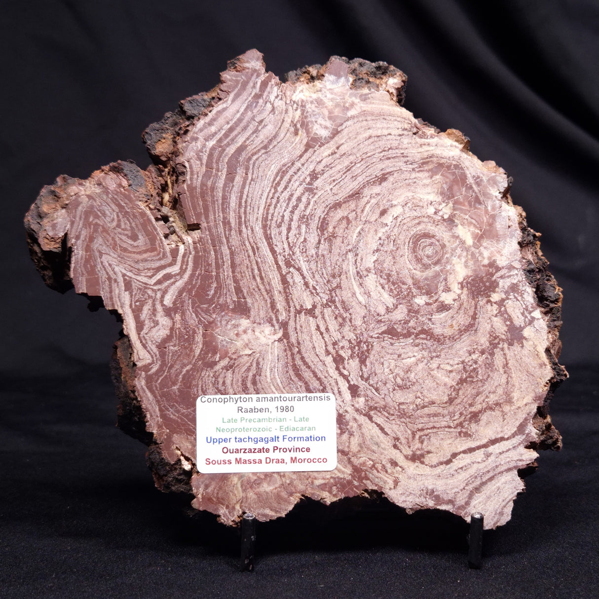 CONOPHYTON AMANTOURARTENSIS STROMATOLITE, Ediacaran, Morocco ZCA032