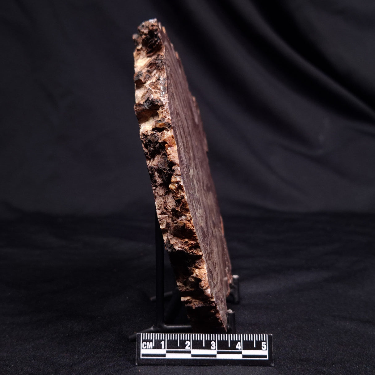 CONOPHYTON AMANTOURARTENSIS STROMATOLITE, Ediacaran, Morocco ZCA032