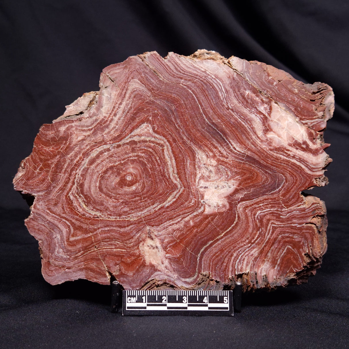 CONOPHYTON AMANTOURARTENSIS STROMATOLITE, Ediacaran, Morocco ZCA033