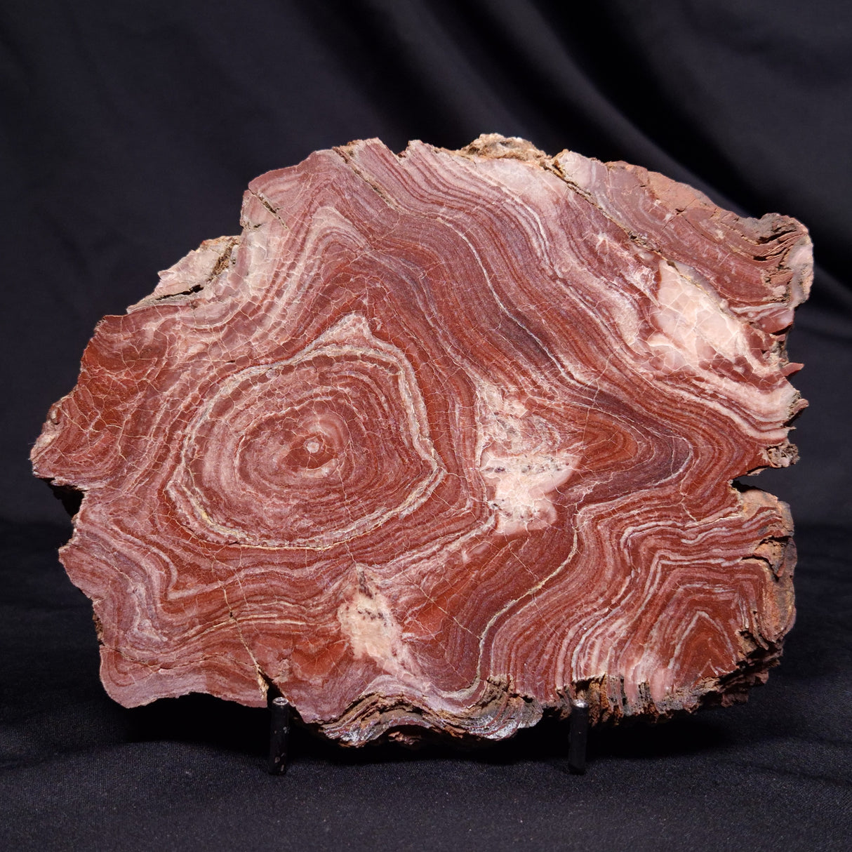 CONOPHYTON AMANTOURARTENSIS STROMATOLITE, Ediacaran, Morocco ZCA033