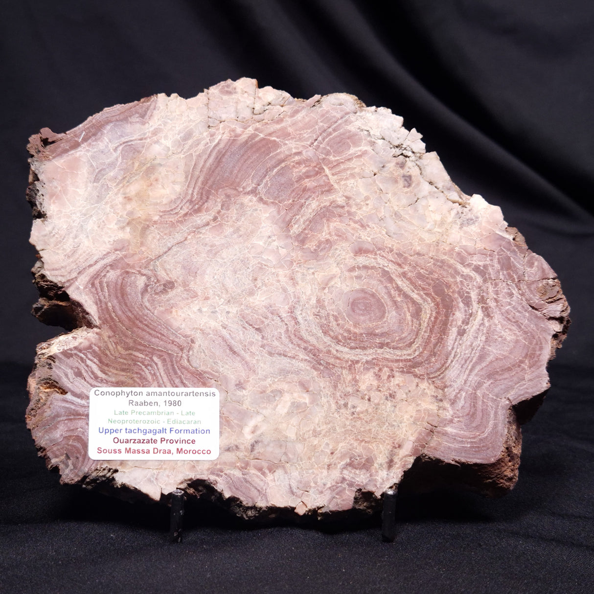CONOPHYTON AMANTOURARTENSIS STROMATOLITE, Ediacaran, Morocco ZCA033