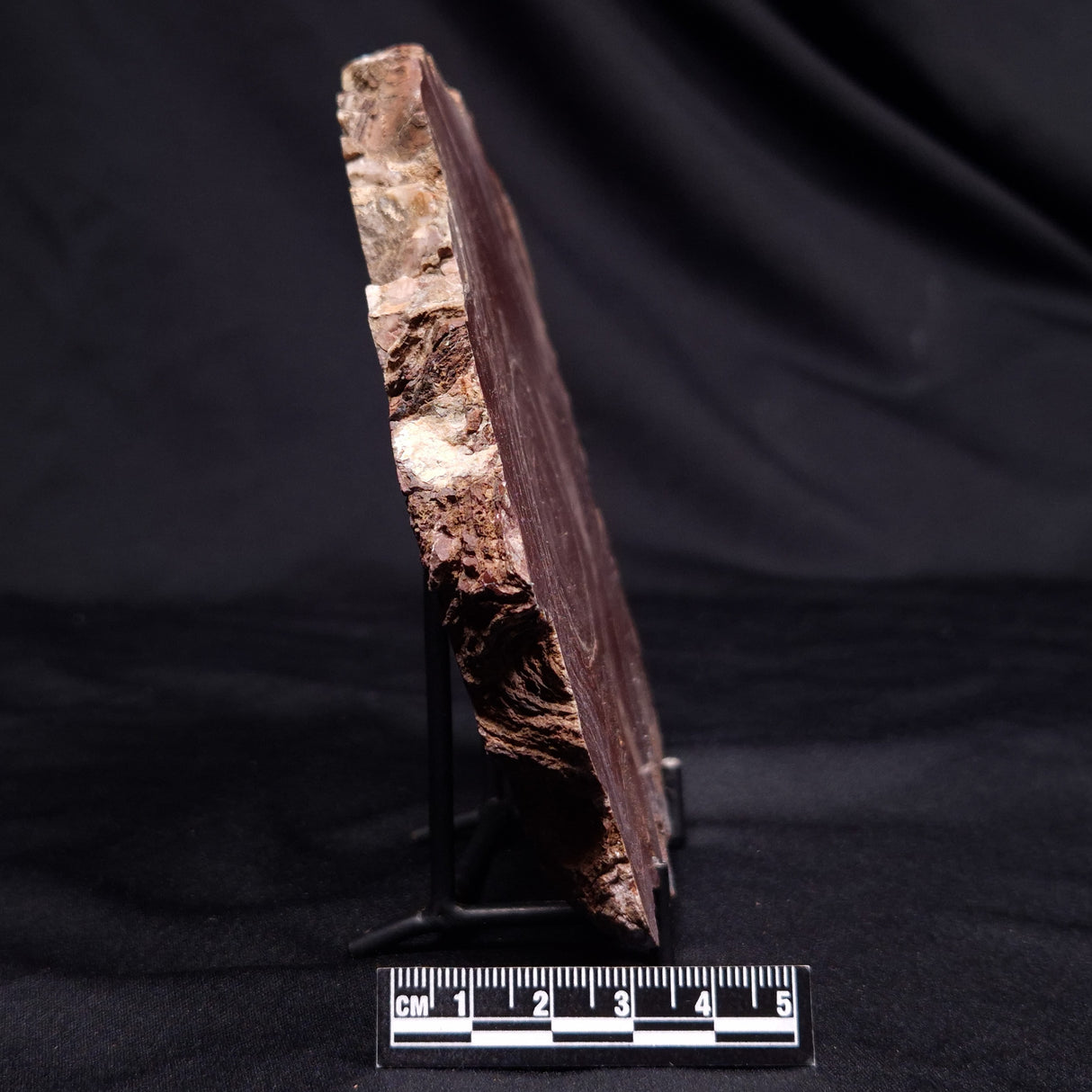 CONOPHYTON AMANTOURARTENSIS STROMATOLITE, Ediacaran, Morocco ZCA033