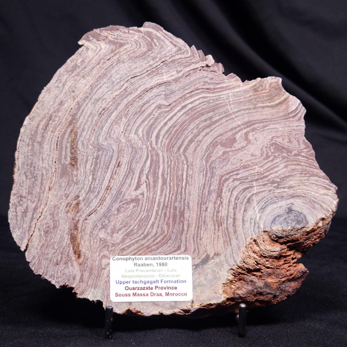 CONOPHYTON AMANTOURARTENSIS STROMATOLITE, Ediacaran, Morocco ZCA034