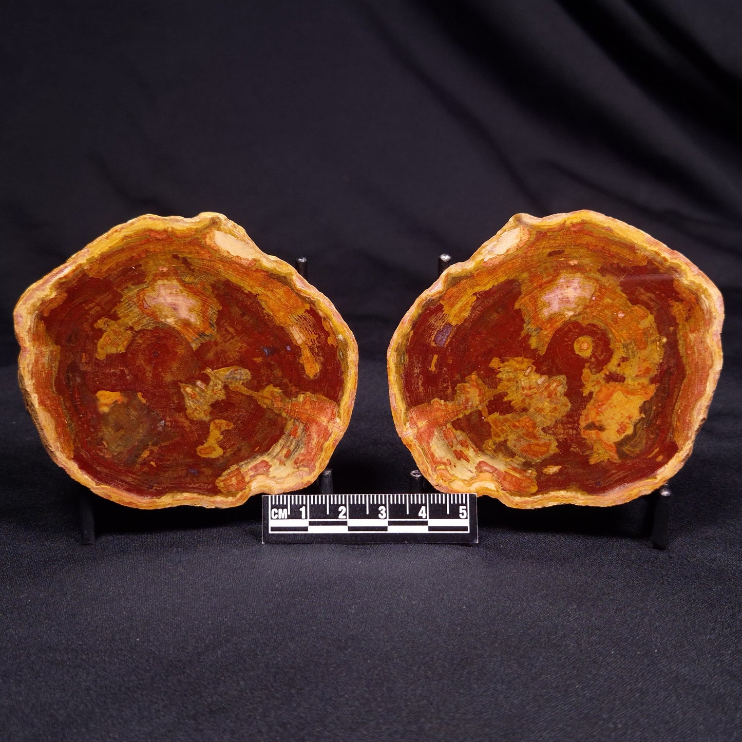 PETRIFIED WOOD PAIR, Australia YSC091