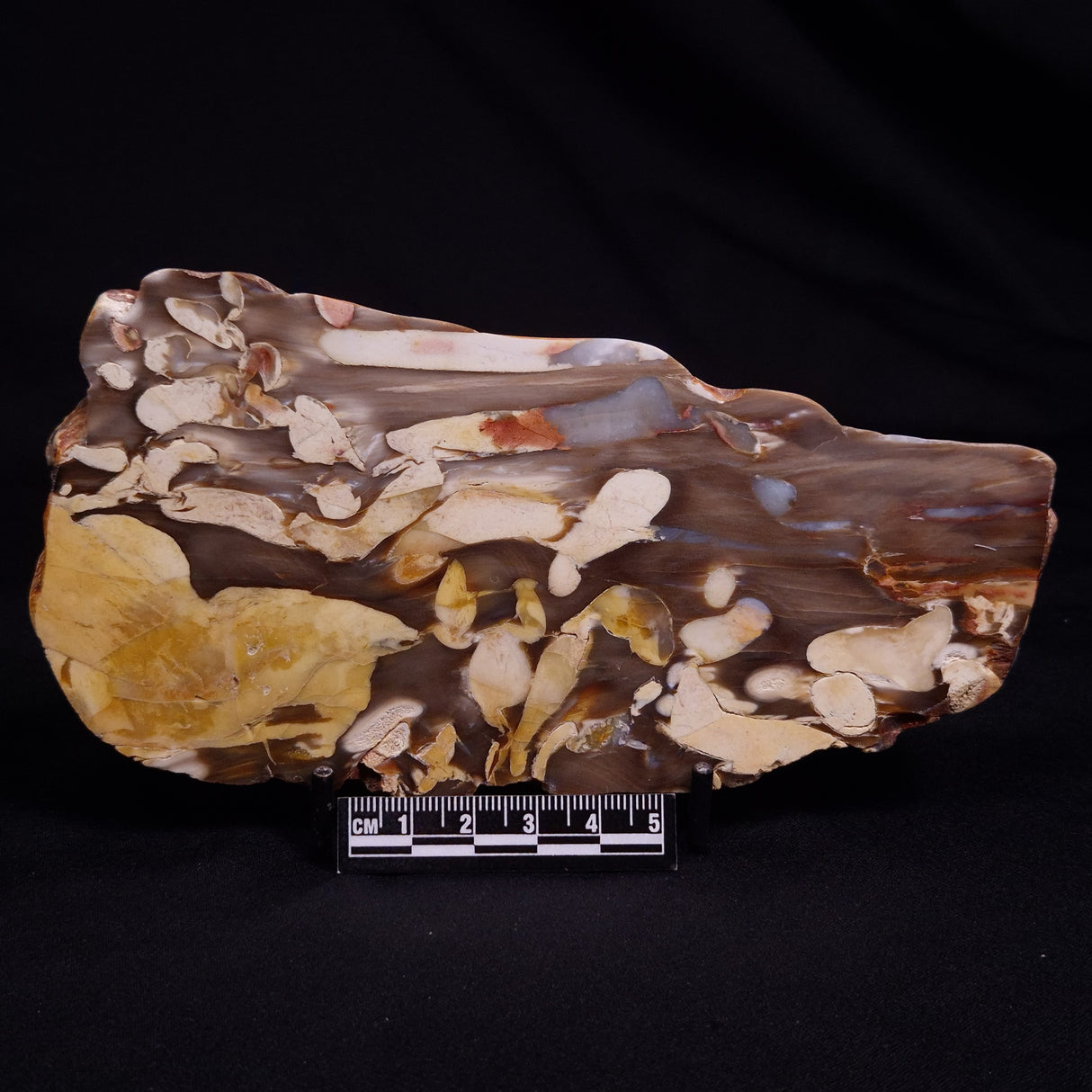 PEANUT WOOD PETRIFIED WOOD, Cretaceous, Australia ZPW013