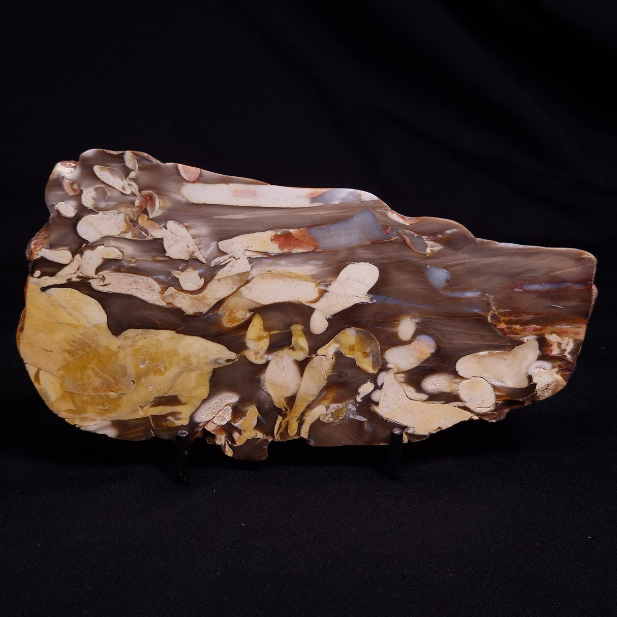 PEANUT WOOD PETRIFIED WOOD, Cretaceous, Australia ZPW013