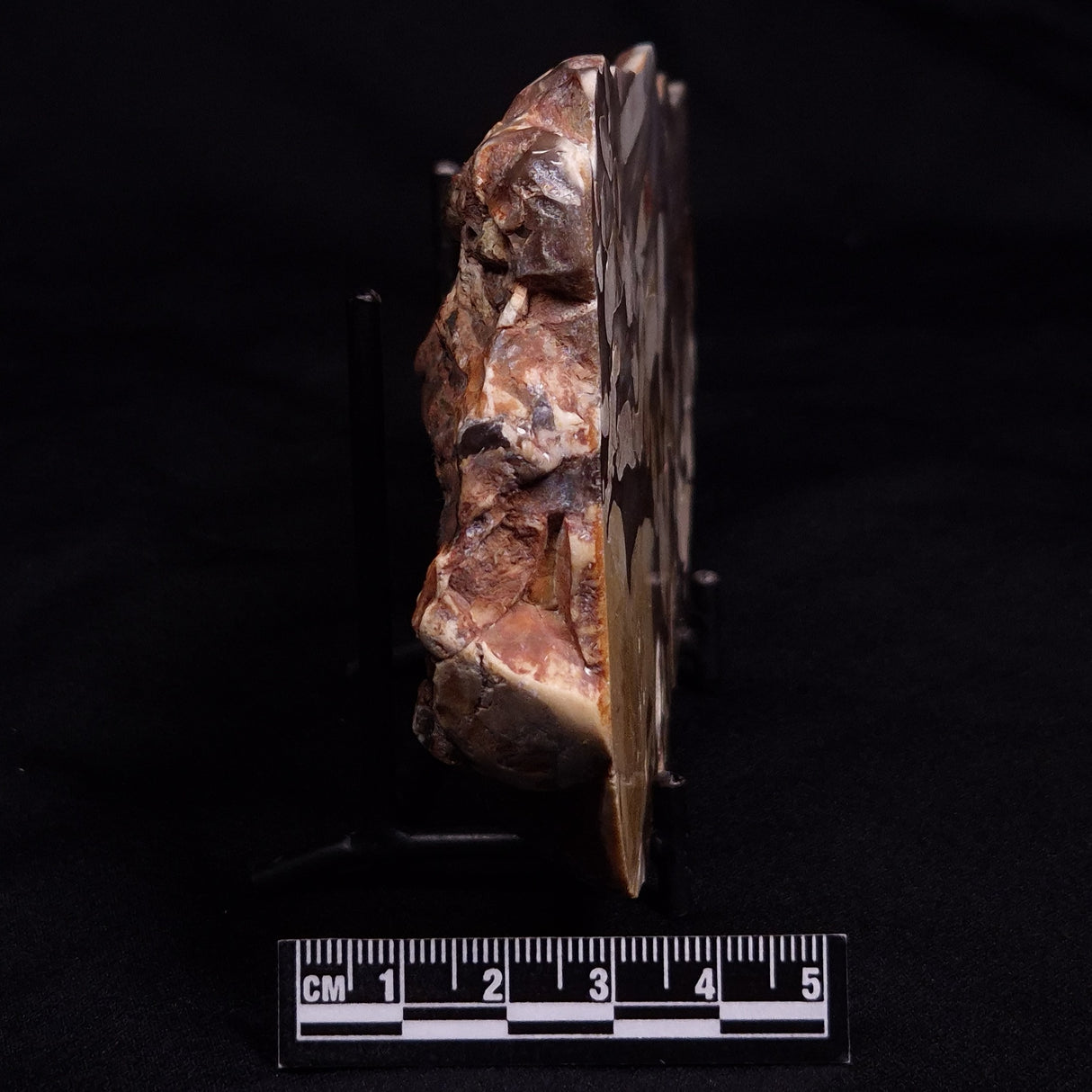 PEANUT WOOD PETRIFIED WOOD, Cretaceous, Australia ZPW013