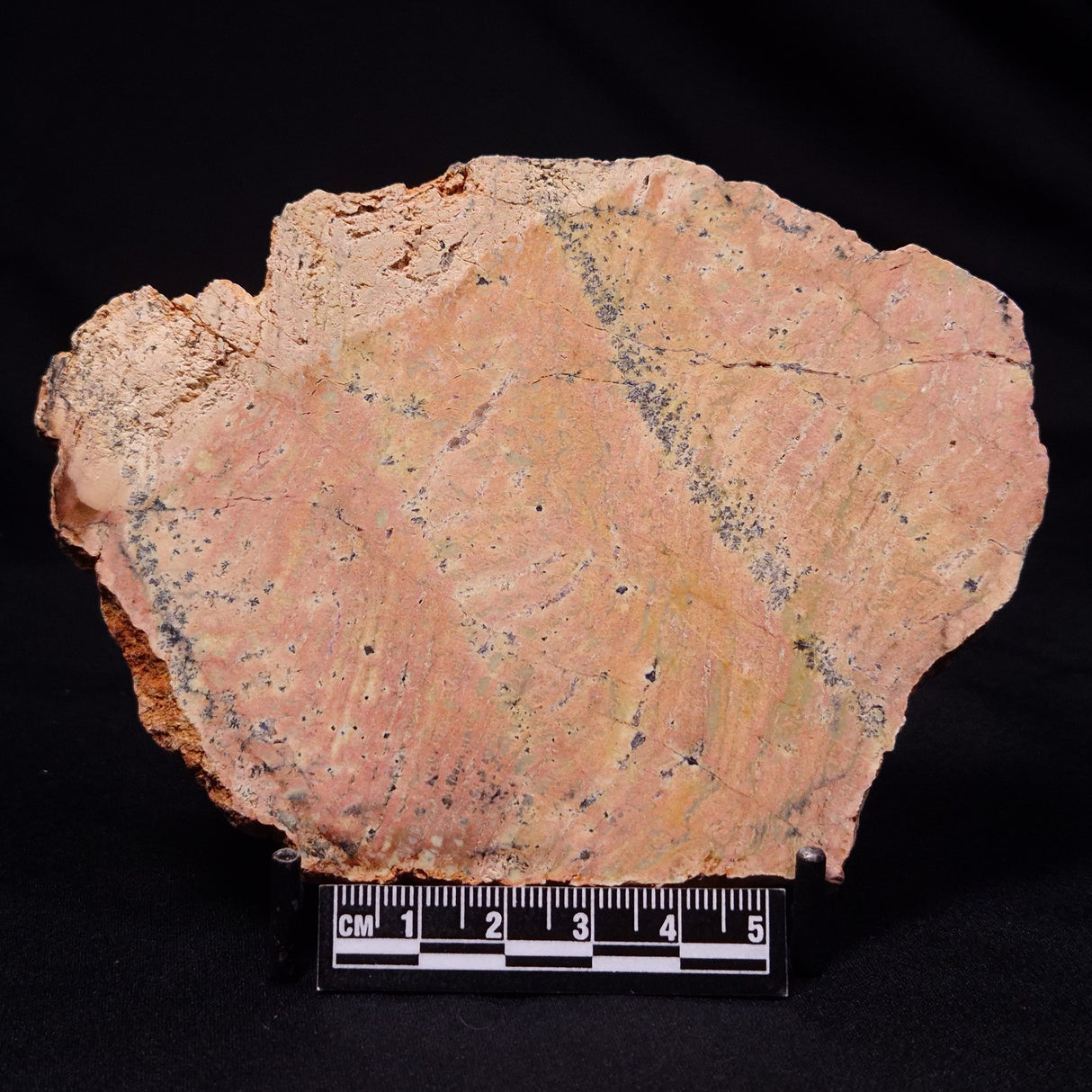 STROMATOLITE MICROBIAL MAT, Strelley Pool Formation, Archean, Australia ZSP050