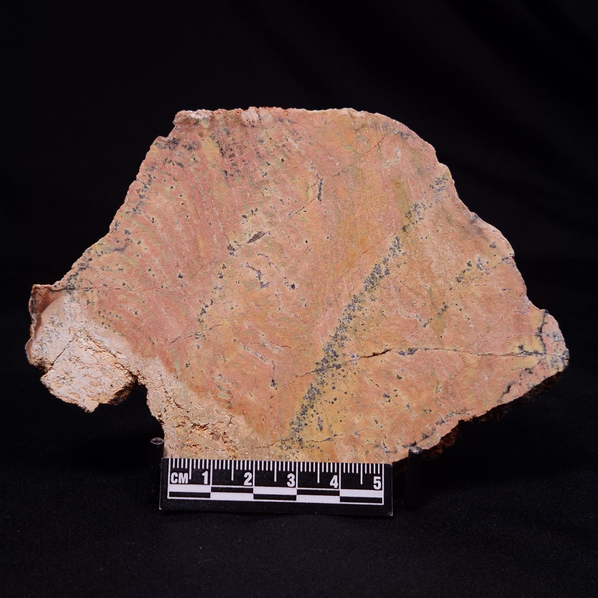 STROMATOLITE MICROBIAL MAT, Strelley Pool Formation, Archean, Australia ZSP051