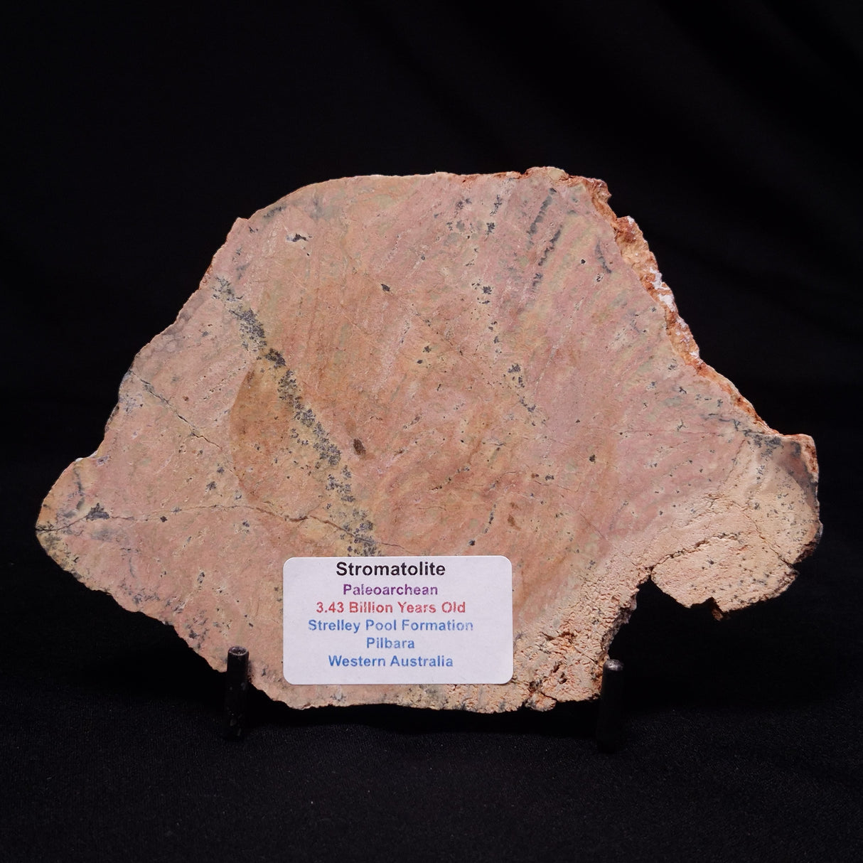 STROMATOLITE MICROBIAL MAT, Strelley Pool Formation, Archean, Australia ZSP051