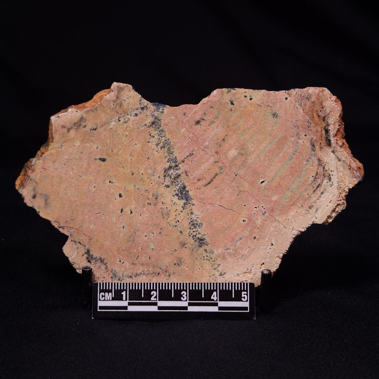 STROMATOLITE MICROBIAL MAT, Strelley Pool Formation, Archean, Australia ZSP052