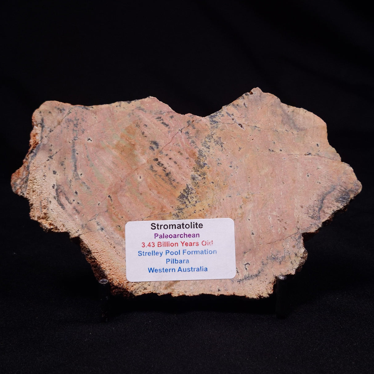 STROMATOLITE MICROBIAL MAT, Strelley Pool Formation, Archean, Australia ZSP052