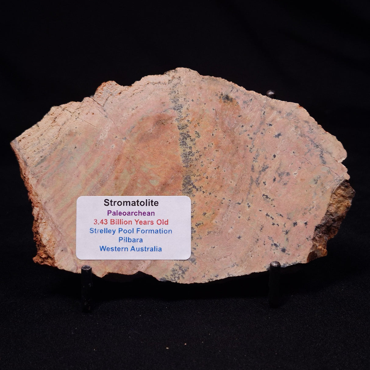 STROMATOLITE MICROBIAL MAT, Strelley Pool Formation, Archean, Australia ZSP053