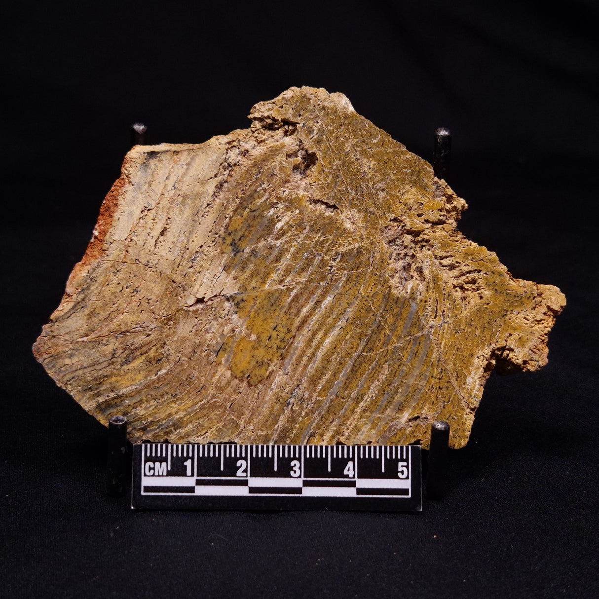 STROMATOLITE MICROBIAL MAT, Strelley Pool Formation, Archean, Australia ZSP054