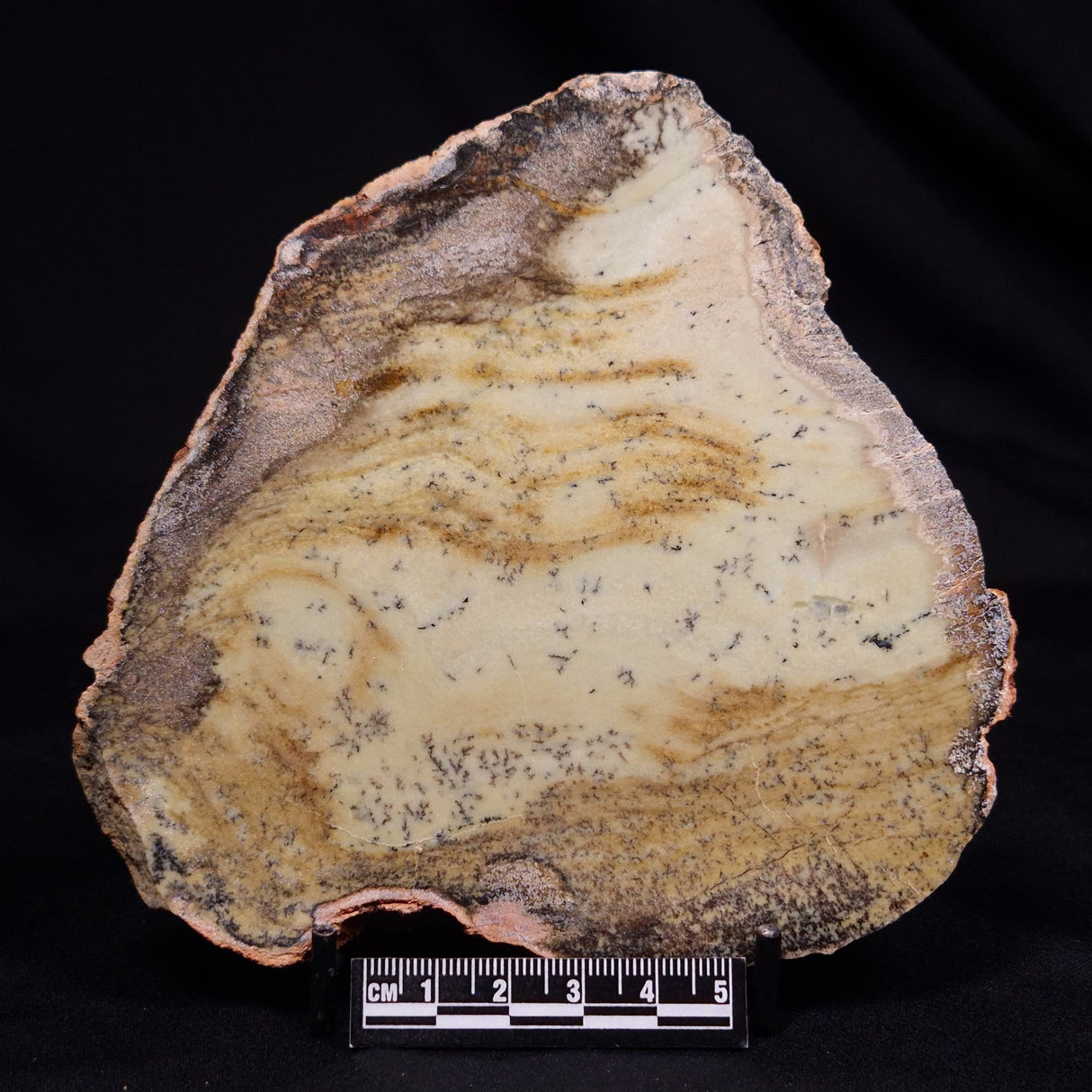 STROMATOLITE MICROBIAL MAT, Strelley Pool Formation, Archean, Australia ZSP055