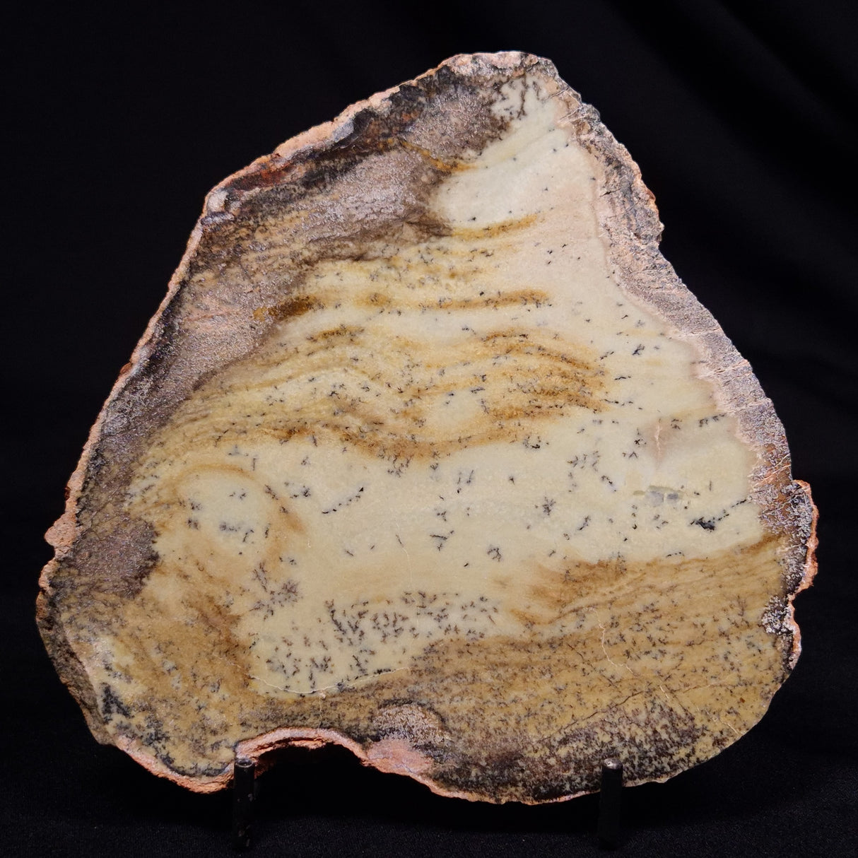STROMATOLITE MICROBIAL MAT, Strelley Pool Formation, Archean, Australia ZSP055