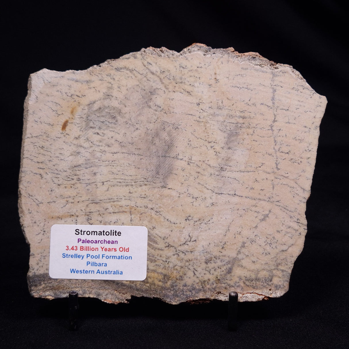 STROMATOLITE MICROBIAL MAT, Strelley Pool Formation, Archean, Australia ZSP056