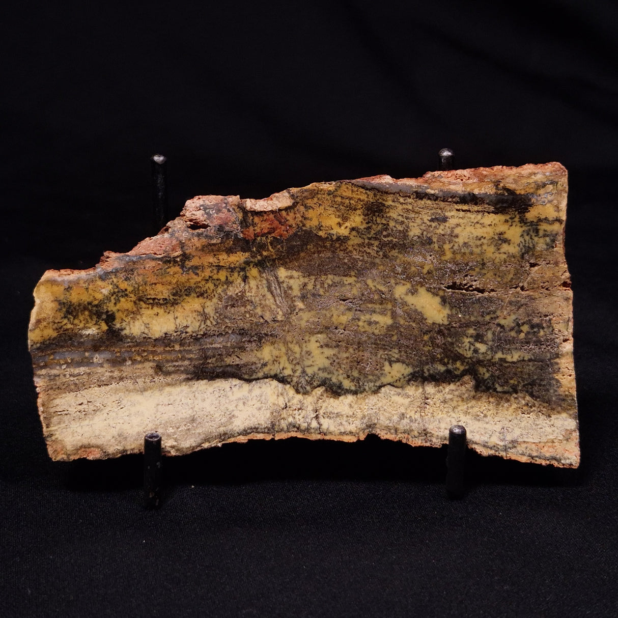 STROMATOLITE MICROBIAL MAT, Strelley Pool Formation, Archean, Australia ZSP057