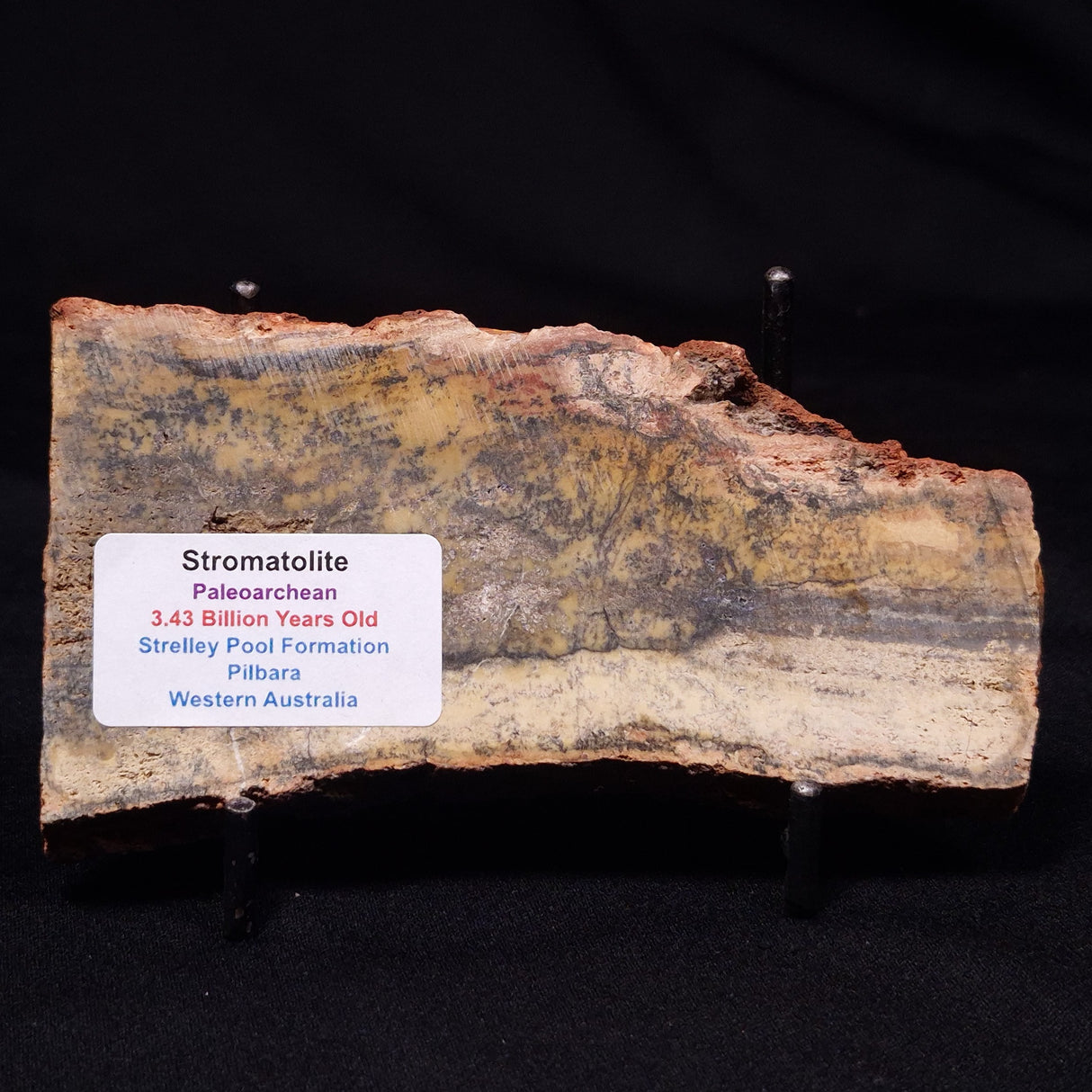 STROMATOLITE MICROBIAL MAT, Strelley Pool Formation, Archean, Australia ZSP057