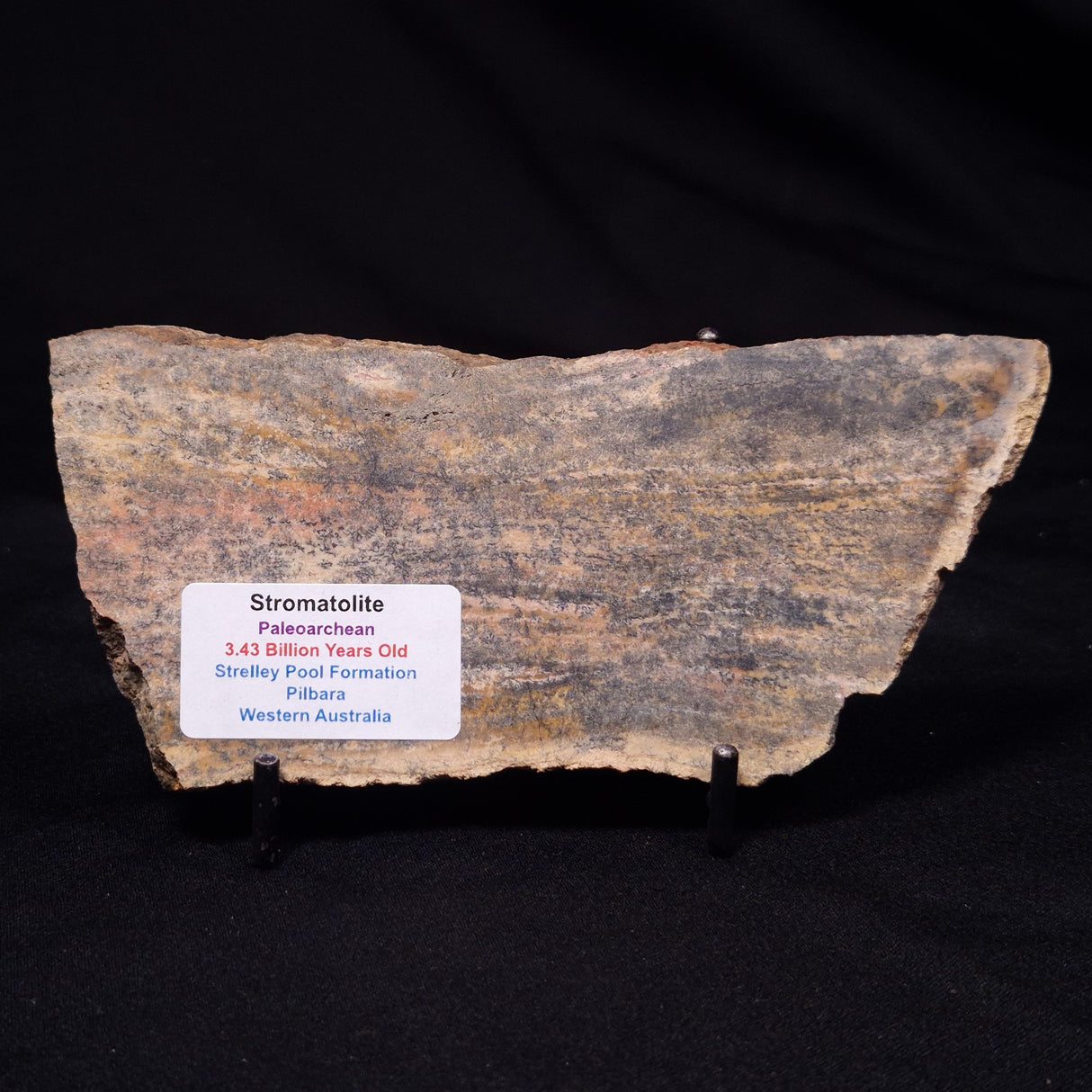 STROMATOLITE MICROBIAL MAT, Strelley Pool Formation, Archean, Australia ZSP058