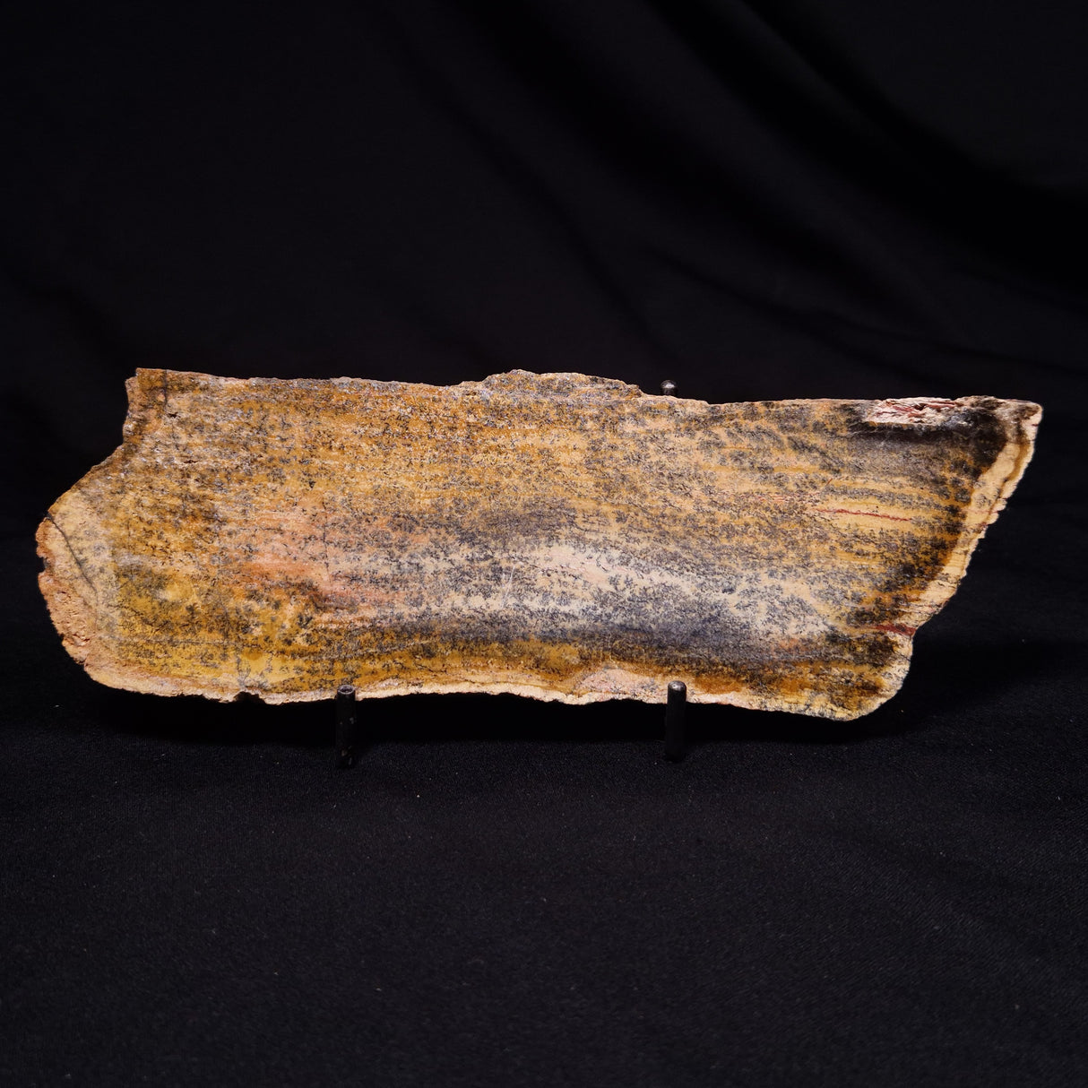 STROMATOLITE MICROBIAL MAT, Strelley Pool Formation, Archean, Australia ZSP059