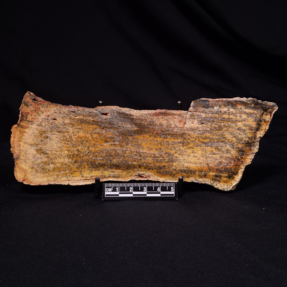 STROMATOLITE MICROBIAL MAT, Strelley Pool Formation, Archean, Australia ZSP060