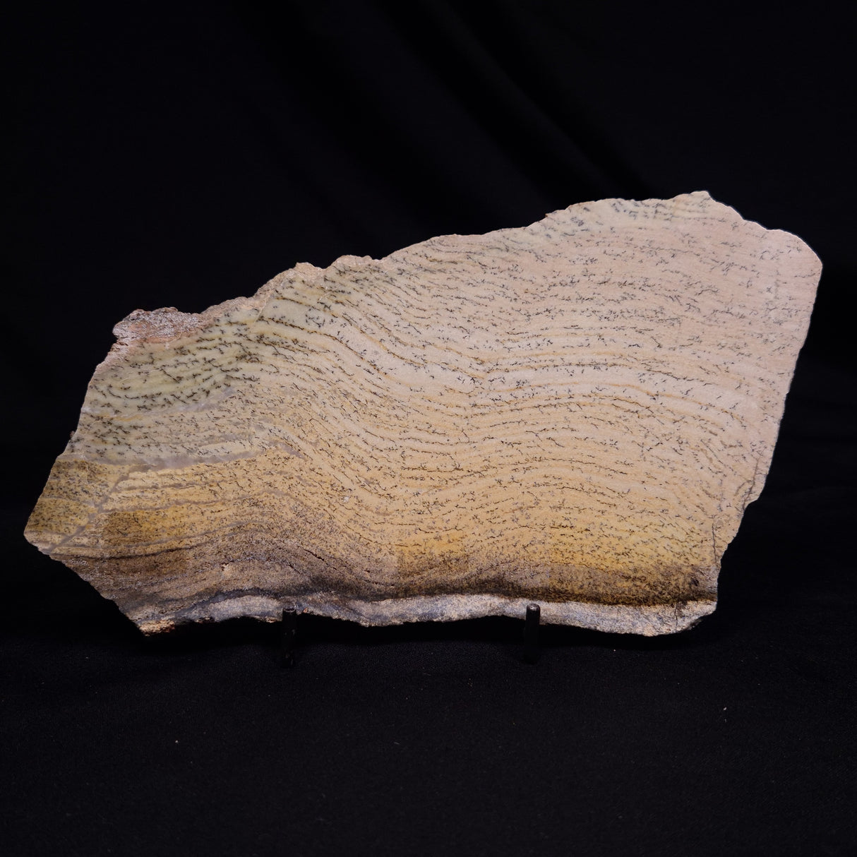 STROMATOLITE MICROBIAL MAT, Strelley Pool Formation, Archean, Australia ZSP044
