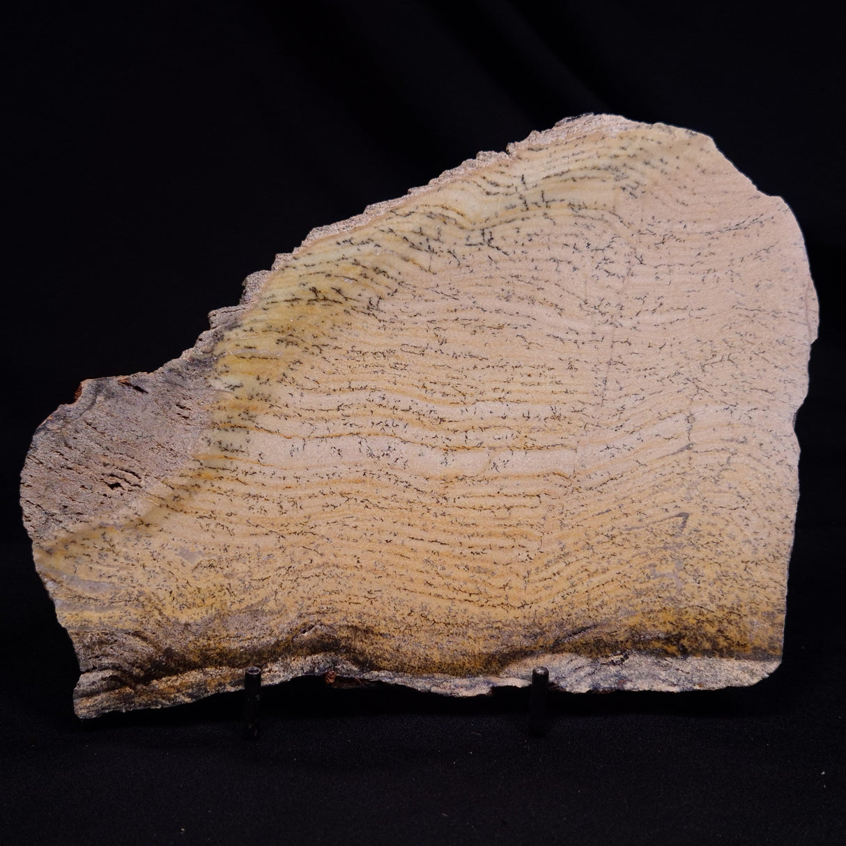 STROMATOLITE MICROBIAL MAT, Strelley Pool Formation, Archean, Australia ZSP045
