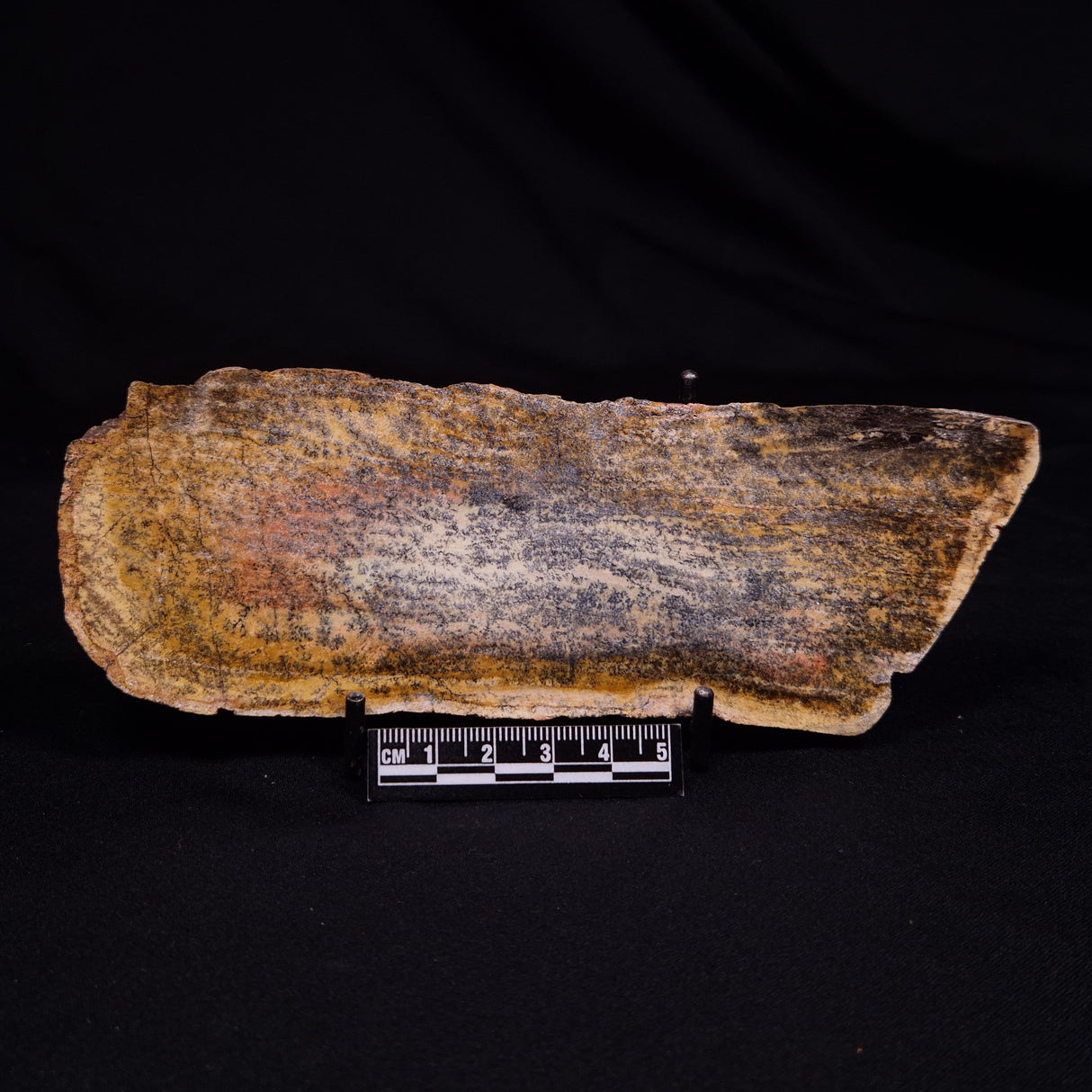 STROMATOLITE MICROBIAL MAT, Strelley Pool Formation, Archean, Australia ZSP046