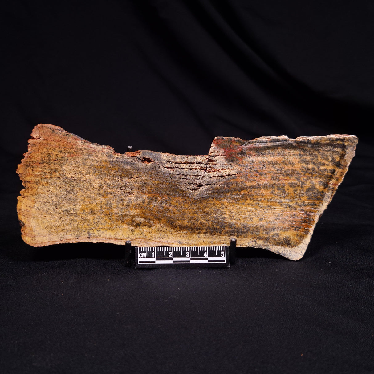 STROMATOLITE MICROBIAL MAT, Strelley Pool Formation, Archean, Australia ZSP048