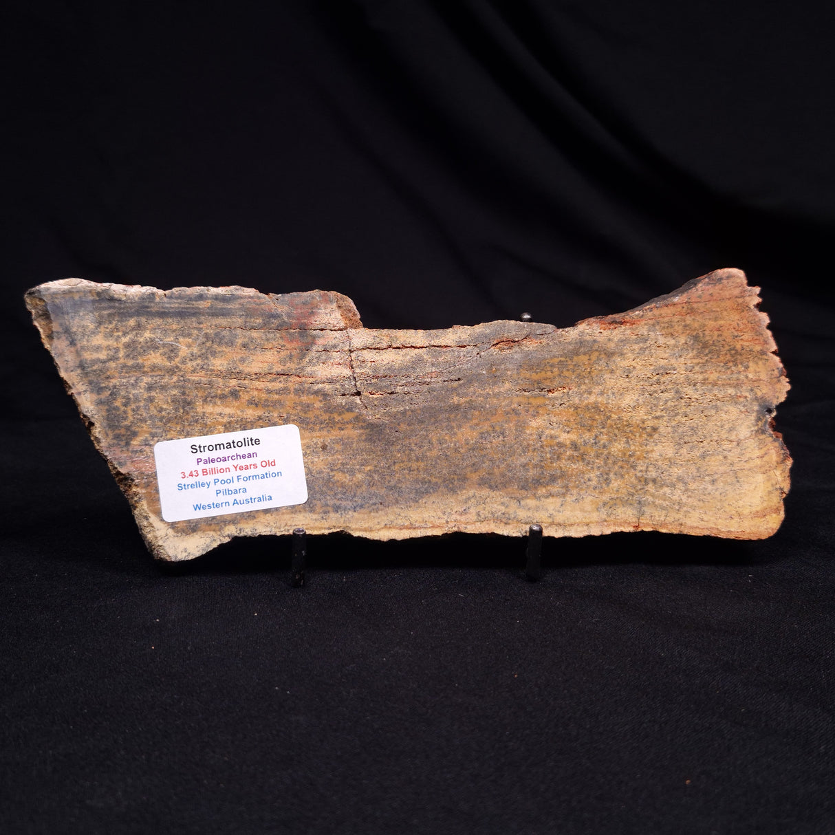 STROMATOLITE MICROBIAL MAT, Strelley Pool Formation, Archean, Australia ZSP048