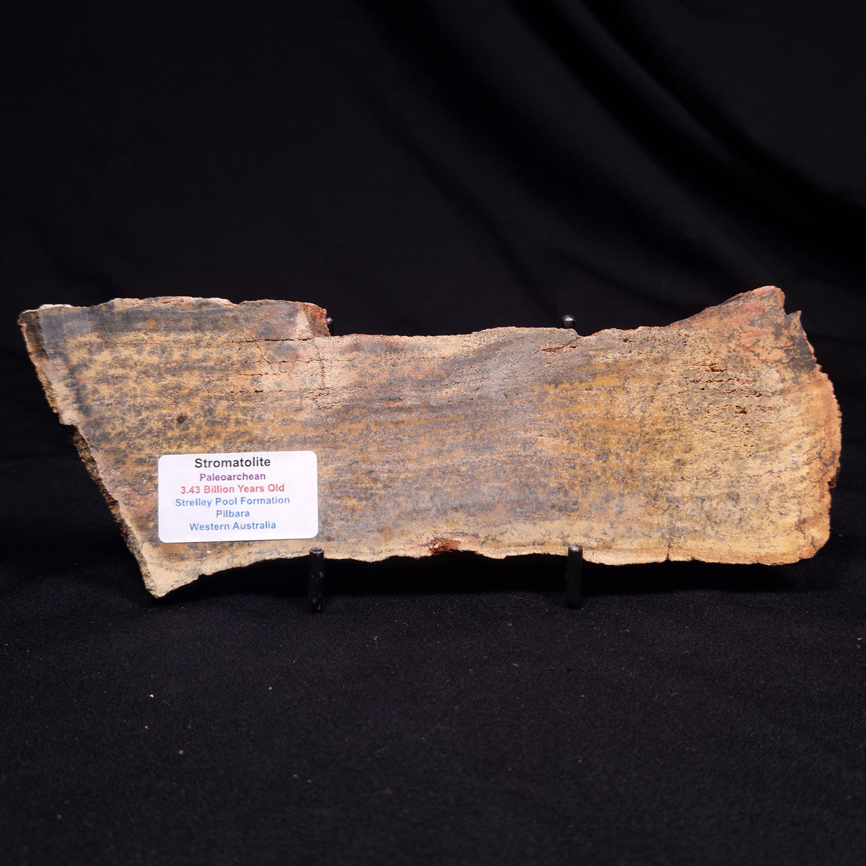 STROMATOLITE MICROBIAL MAT, Strelley Pool Formation, Archean, Australia ZSP049