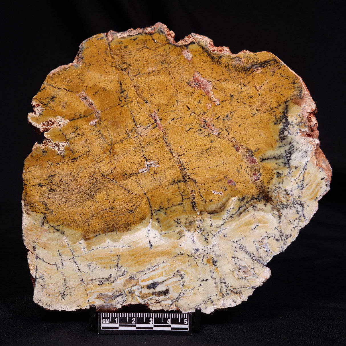 STROMATOLITE MICROBIAL MAT, Strelley Pool Formation, Archean, Australia ZSP063