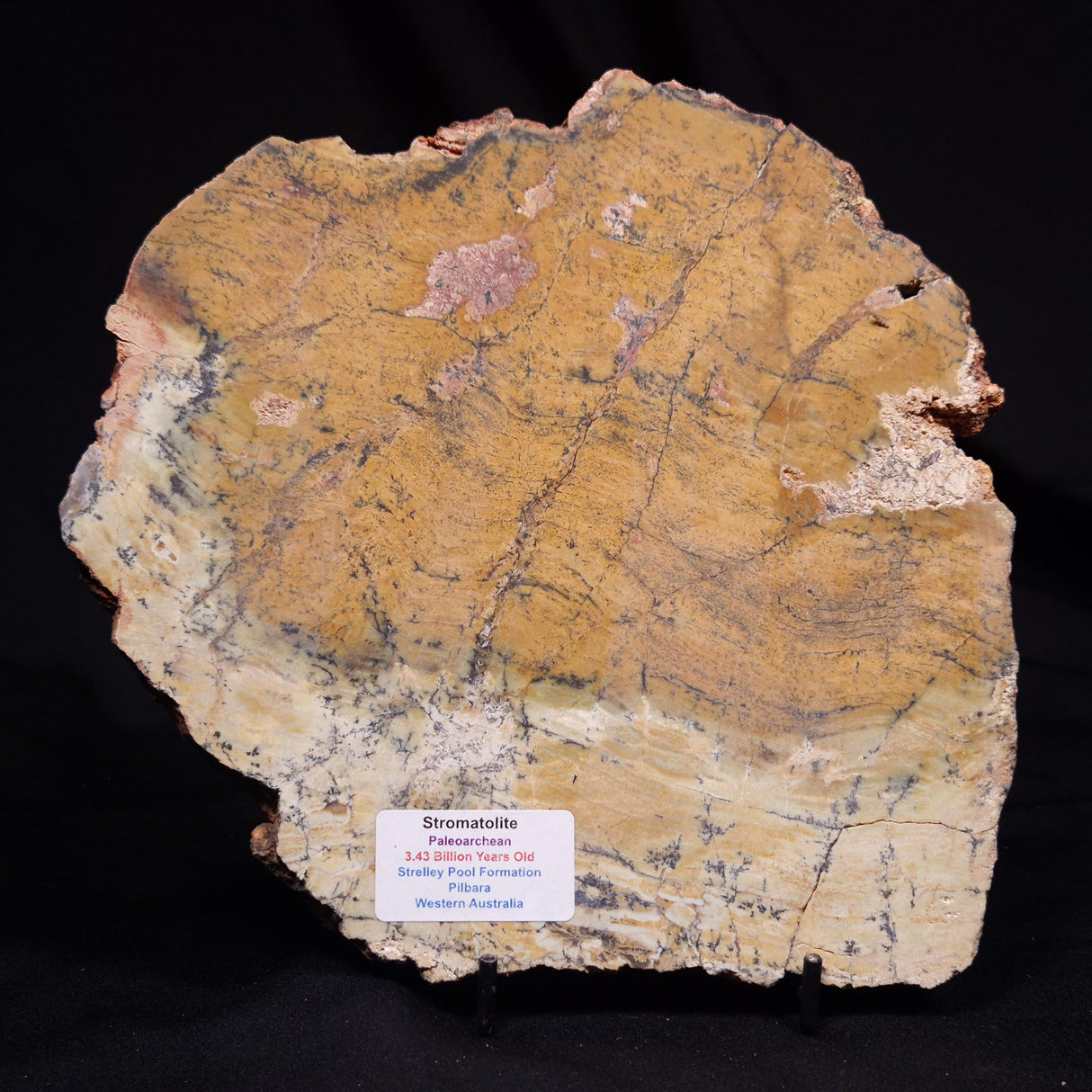 STROMATOLITE MICROBIAL MAT, Strelley Pool Formation, Archean, Australia ZSP063