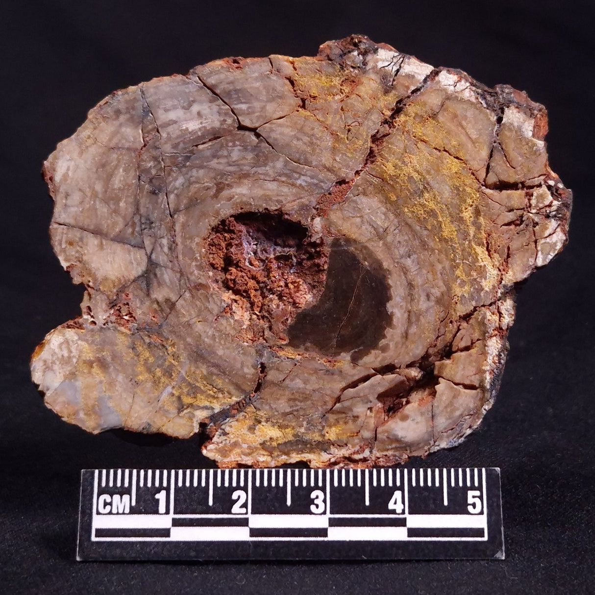 CONOPHYTON BASALTICUM STROMATOLITE, Australia ZCB009