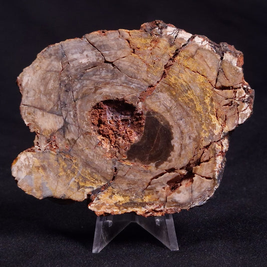 CONOPHYTON BASALTICUM STROMATOLITE, Australia ZCB009